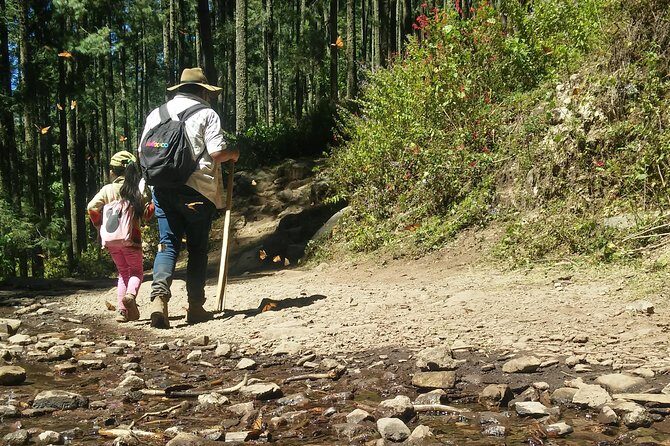 Monarch Butterfly Tour from Mexico City - Exploring the Monarch Butterfly Tour in Depth