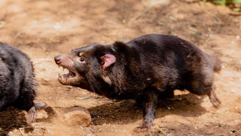 Monarto Safari Park: A Devilish Native Experience - Key Points