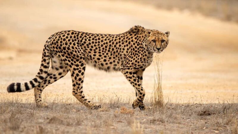 Monarto Safari Park: Cheetah Experience - An In-Depth Look at the Cheetah Experience