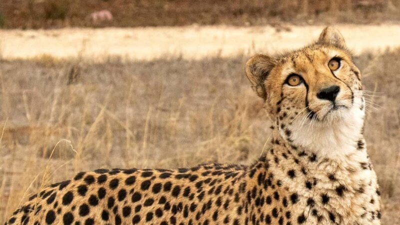 Monarto Safari Park: Cheetah Experience - Final Thoughts