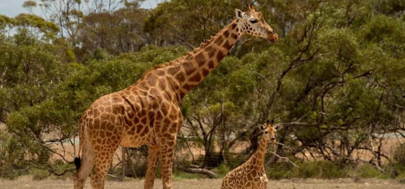 Monarto Safari Park: Keeper for a Day - An In-Depth Look at the Keeper for a Day Experience at Monarto Safari Park
