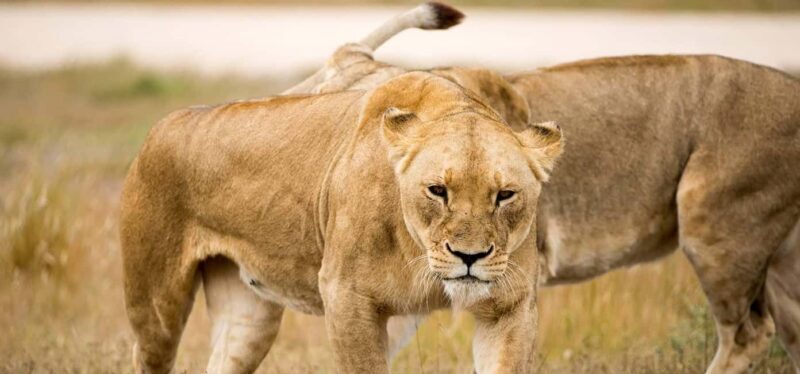 Monarto Safari Park: Keeper for a Day - Final Thoughts