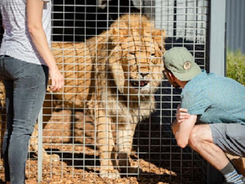Monarto Safari Park: Lions At Bedtime - Monarto Safari Park: Lions At Bedtime