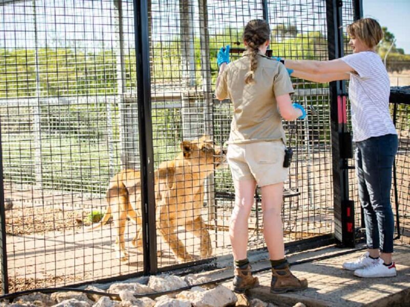Monarto Safari Park: Lions At Bedtime - Key Points