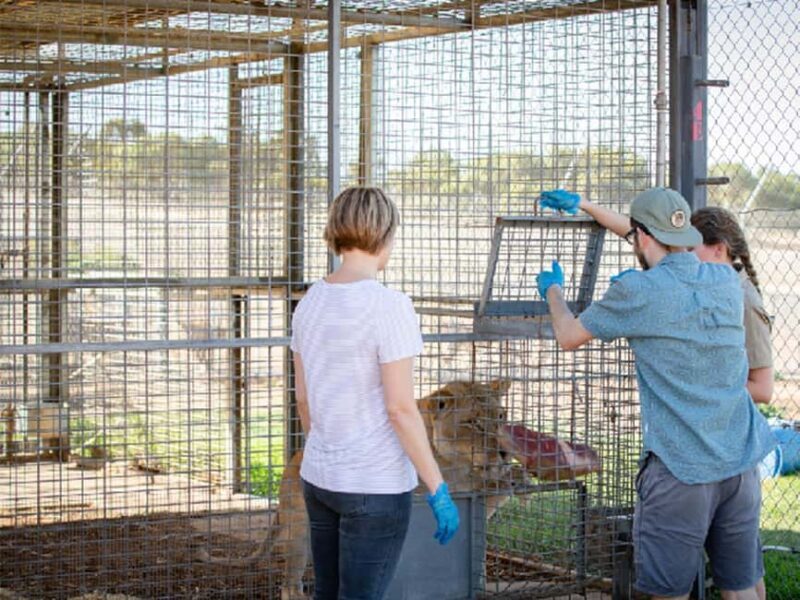 Monarto Safari Park: Lions At Bedtime - The Full Breakdown: What to Expect