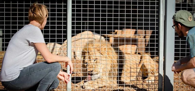 Monarto Safari Park: Lions At Bedtime - The Sum Up: Who Will Love This Experience?