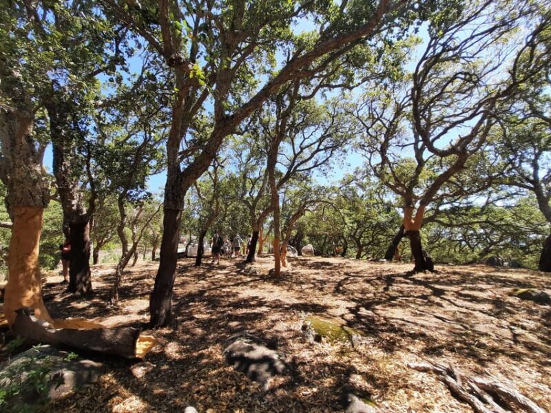 Monchique & Silves: guided day trip - Monchique & Silves: Guided Day Trip — A Deep Dive Into Portugals Authentic Algarve