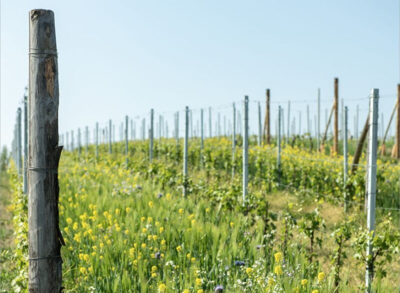 Monferrato: Wine Tour & Picnic in the Vineyards - Who Will Love This Tour?