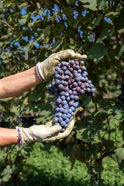 Monforte d'Alba: 7 glasses of Langhe with visit to Winery and Vineyards - Who Will Love This Tour?