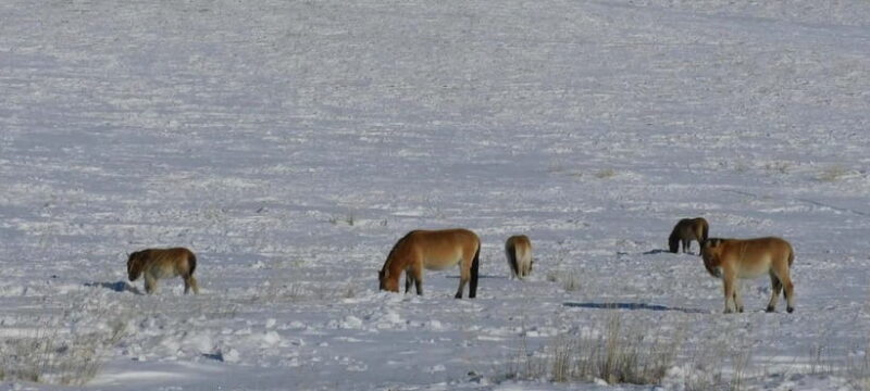 Mongolia: Hustai National Park - Exploring Hustai National Park: A Deep Dive