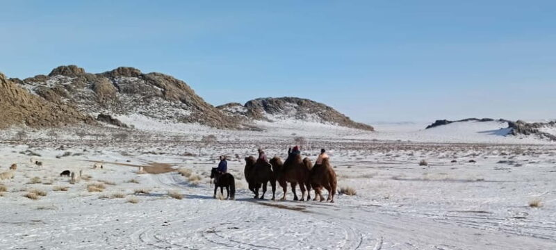 Mongolia: Winter Adventure Tour/Central Mongolia - Day 3: Wild Takhi Horses in Khustai National Park