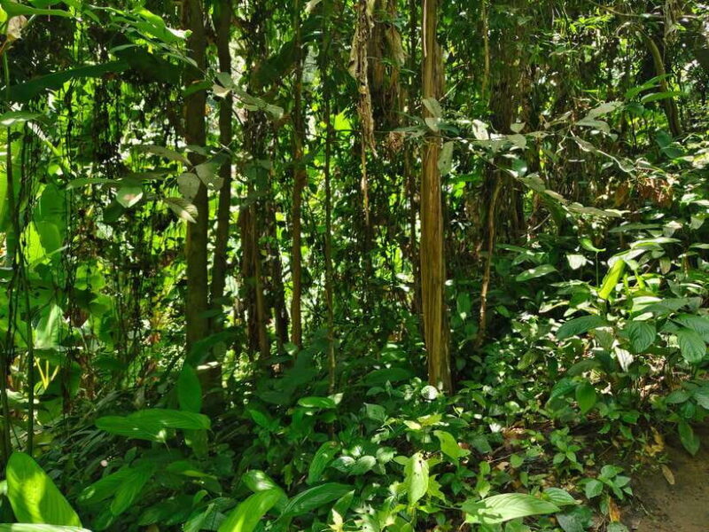 Monk trails hike, Wat Phalat, Monk chanting, Wat Doi Suthep. - The Experience in Detail