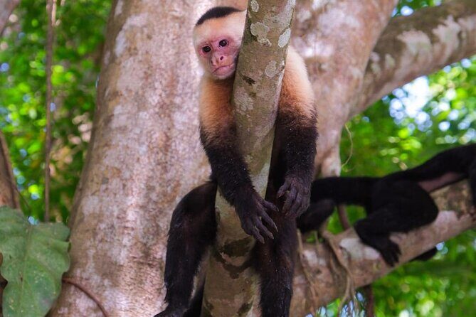 Monkey Boat Tour, Manuel Antonio - Exploring the Monkey Boat Tour in Manuel Antonio