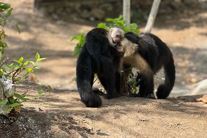 Monkey, Crocodile, Sloths & Beach Experience - A Detailed Look at the Monkey, Crocodile, Sloths & Beach Experience