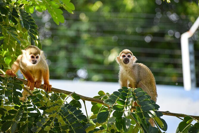 Monkey Encounter and Zip Line Tour from Amber Cove and Taino Bay - An Adventurous Day in the Dominican Republic: Monkey Encounter and Zip Line Tour from Amber Cove and Taino Bay