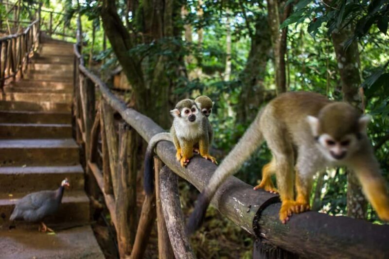 Monkey Encounter + ATV Riding Adventure Puerto Plata - Exploring the Experience in Detail