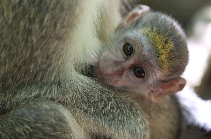 Monkey Feeding and Swimming with the Turtles Private Tour - FAQs