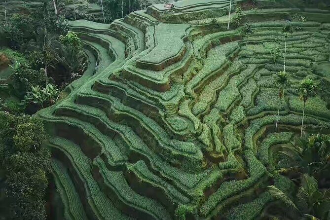 Monkey Forest, Holy Water Temple & Hot Springs Tours - FAQ