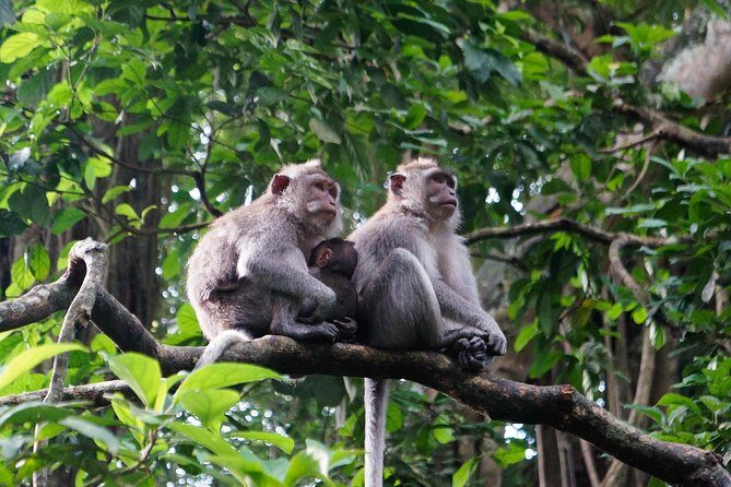 Monkey Forest, Ubud, Waterfall and Rice Terrace - Who Will Love This Tour?