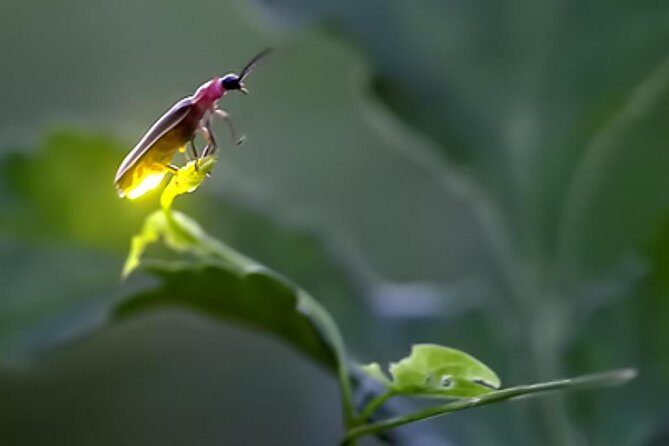 Monkey Hill, Eagle &Firefly Tour+Free Batu Caves Visit. - Unpacking the Tour: What to Expect and Why It Matters