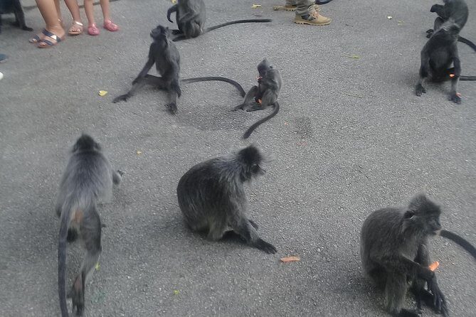 Monkey Hill, Eagle &Firefly Tour+Free Batu Caves Visit. - Final Thoughts: Is This Tour Right for You?