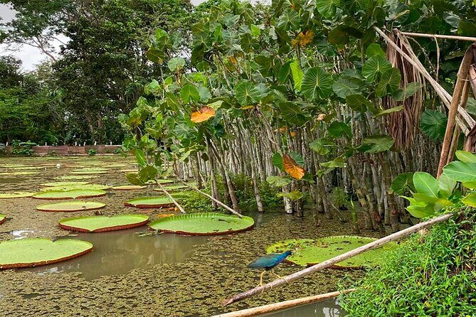 Monkey Island, Amazon River, Amazonian Sunset - Key Points