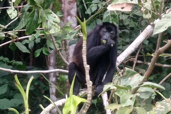 Monkey Island and Rainforest Tour - Exploring the Panama Rainforest and Monkey Island: An Authentic Wildlife Experience