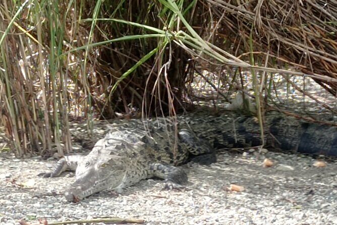 Monkey Island and Rainforest Tour - Key Points