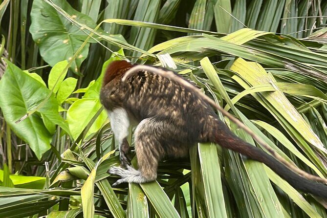 Monkey Island and Rainforest Tour - The Sum Up