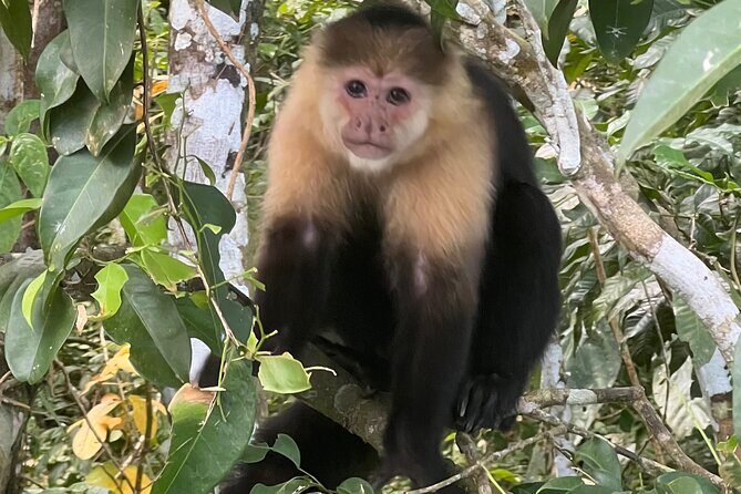 Monkey Island and Rainforest Tour - FAQ