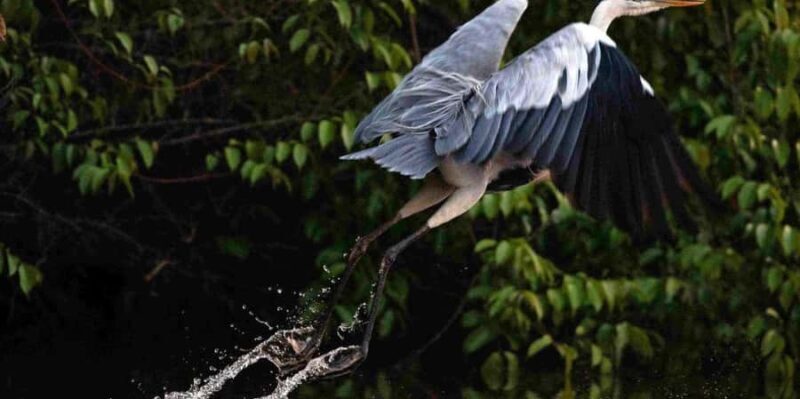 Monkey Island + Lake Sandoval + Tapir trail hike 3D/2N - Final Thoughts