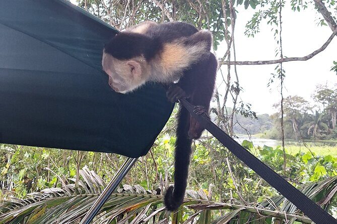Monkey Island: The Wild Life Safari at Gatun Lake - FAQ