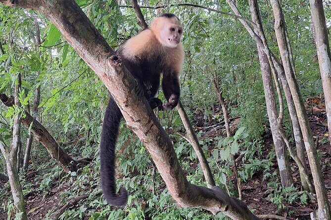 Monkey Island: The Wild Life Safari at Gatun Lake - Final Words