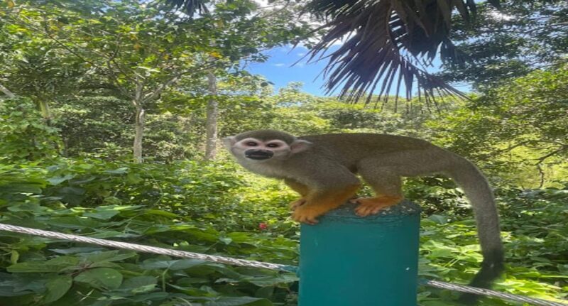 Monkey jungle tour + Transportation from cruise/hotel - FAQs