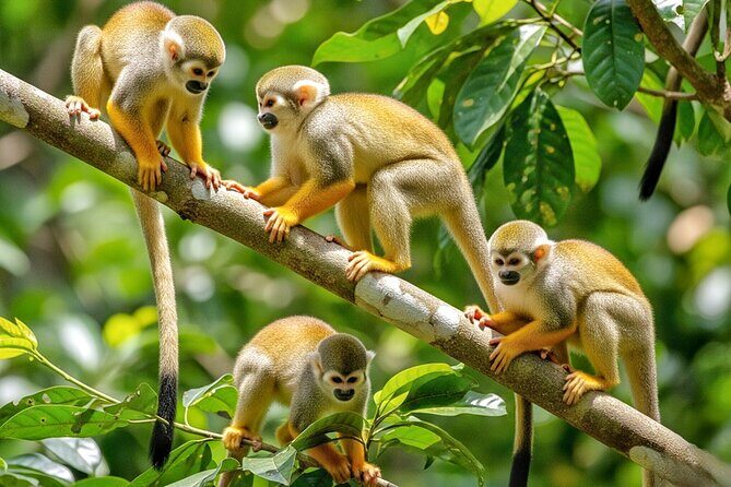 Monkey Magic and City Views in Puerto Plata - Key Points