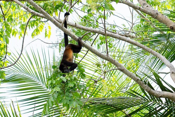 Monkey Mangrove tour - A Detailed Look at the Monkey Mangrove Tour