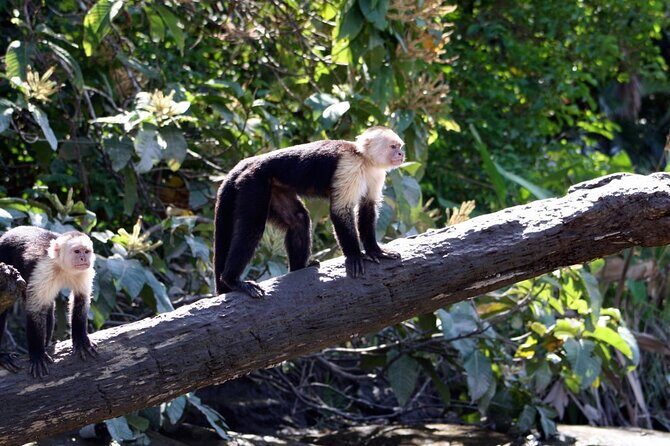 Monkey Mangrove tour - FAQ