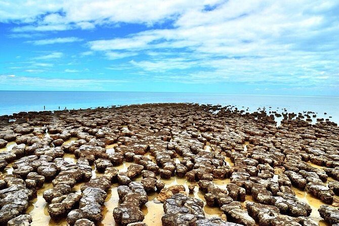Monkey Mia Dolphins & Shark Bay Air Tour From Perth - Final Thoughts: Is It Worth It?