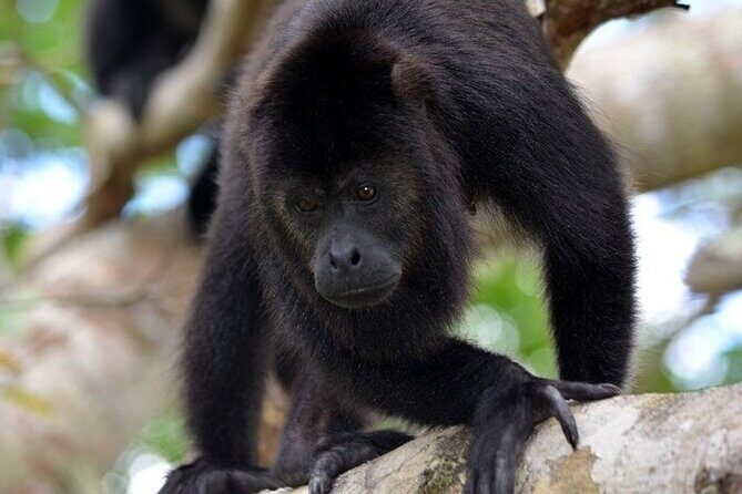 Monkey River Tour From Placencia - Experience Belize’s Wildlife on the Monkey River Tour From Placencia