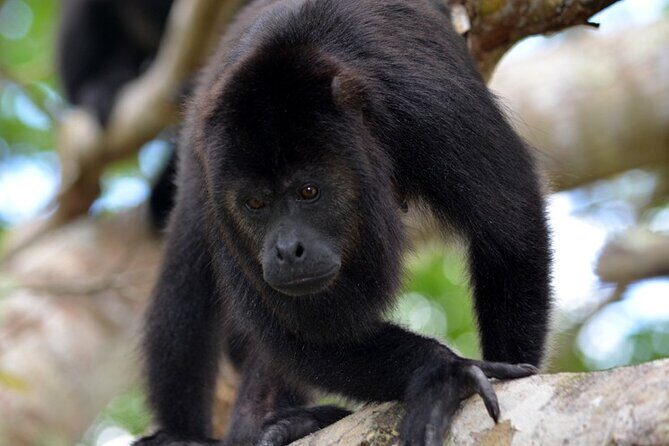 Monkey River Tour From Placencia - Key Points