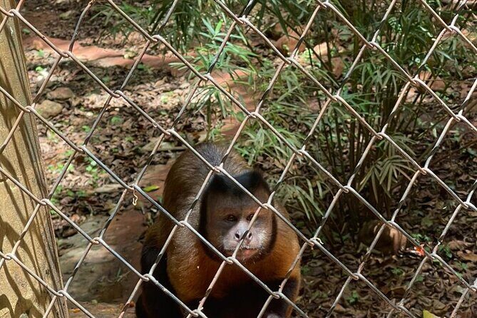 Monkey tour from Amber cove Y Taino bay Puerto Plata - What’s Included and What’s Not