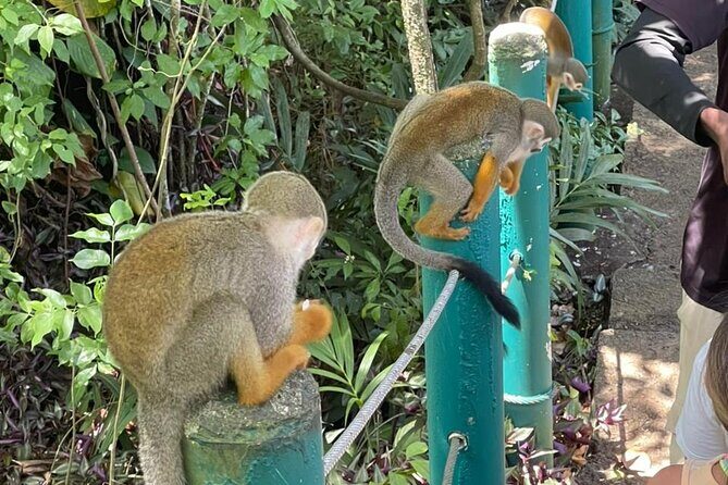 Monkey tour from Amber cove Y Taino bay Puerto Plata - Authentic Feedback from Travelers