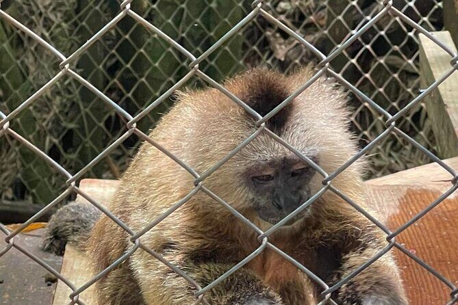 Monkey tour from Amber cove Y Taino bay Puerto Plata - Who Is This Tour Best For?