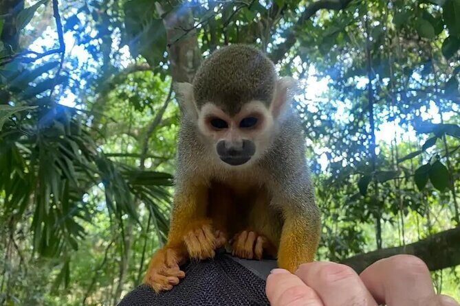 Monkey tour from Amber cove Y Taino bay Puerto Plata - Summary