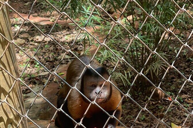 Monkey tour from Amber cove Y Taino bay Puerto Plata - FAQ