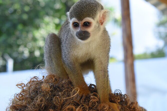 Monkey Tour Interaction and waterfalls excursion in Puerto Plata - Who Should Consider This Tour?