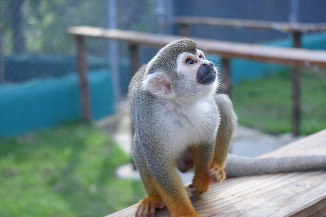 Monkey Tour Interaction and waterfalls excursion in Puerto Plata - The Sum Up: Is It Worth It?