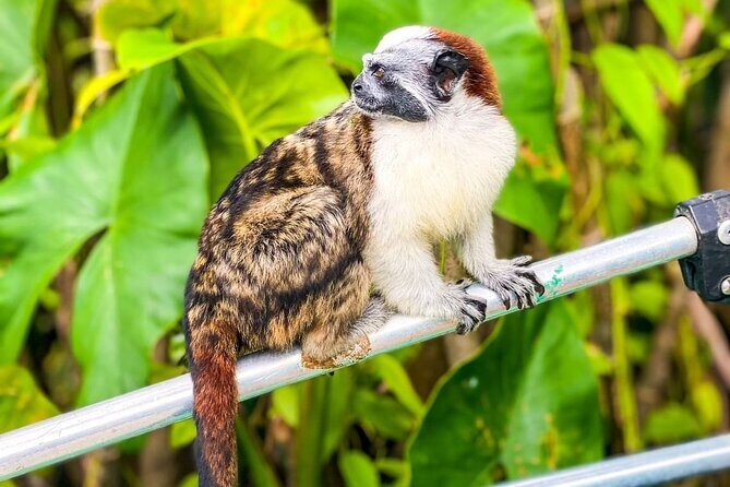 Monkey Watch and Gatun Lake Wildlife Safari Private Tour - FAQs
