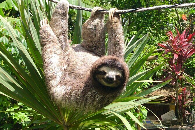 Monkey Watch and Gatun Lake Wildlife Safari Tour all included - Key Points