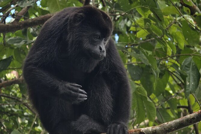 Monkey Watch and Gatun Lake Wildlife Safari Tour all included - Frequently Asked Questions